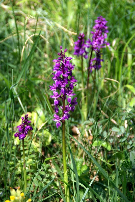 Unser Orchideenpark Bild Nr.031